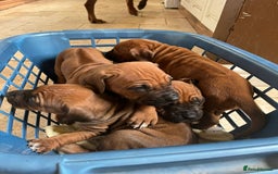 Rhodesian Ridgeback dogs for sale: Fabulous Rhodesian Ridgeback girls - Image 13