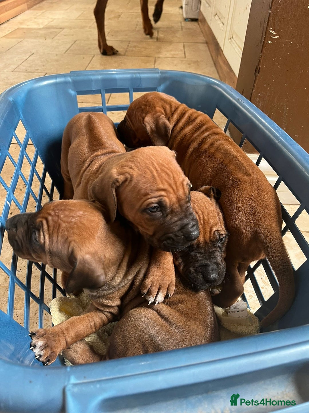 Rhodesian Ridgeback dogs for sale: Fabulous Rhodesian Ridgeback girls - Image 13