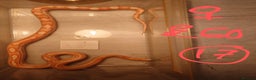 Snake reptiles for sale: My collection of corn snakes. - Advert 9