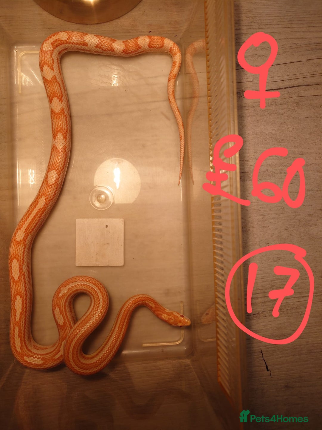 Snake reptiles for sale: My collection of corn snakes. - Advert 9