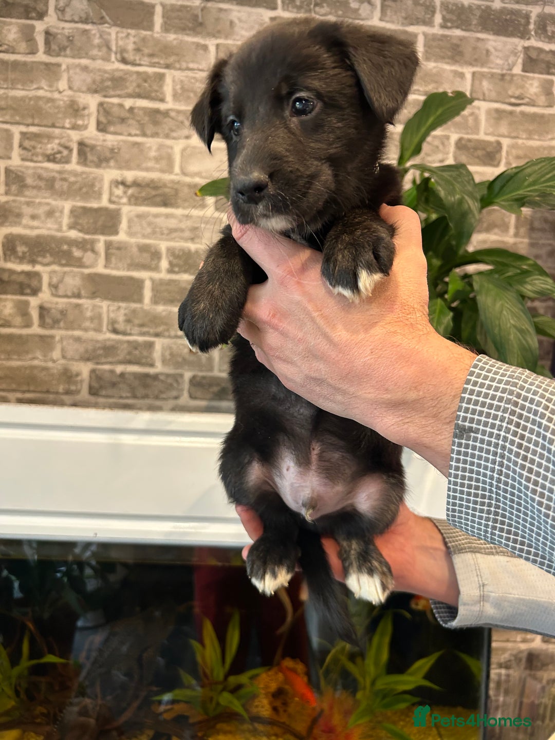 Mixed Breed dogs for sale: Aussiedor puppies - Advert 2