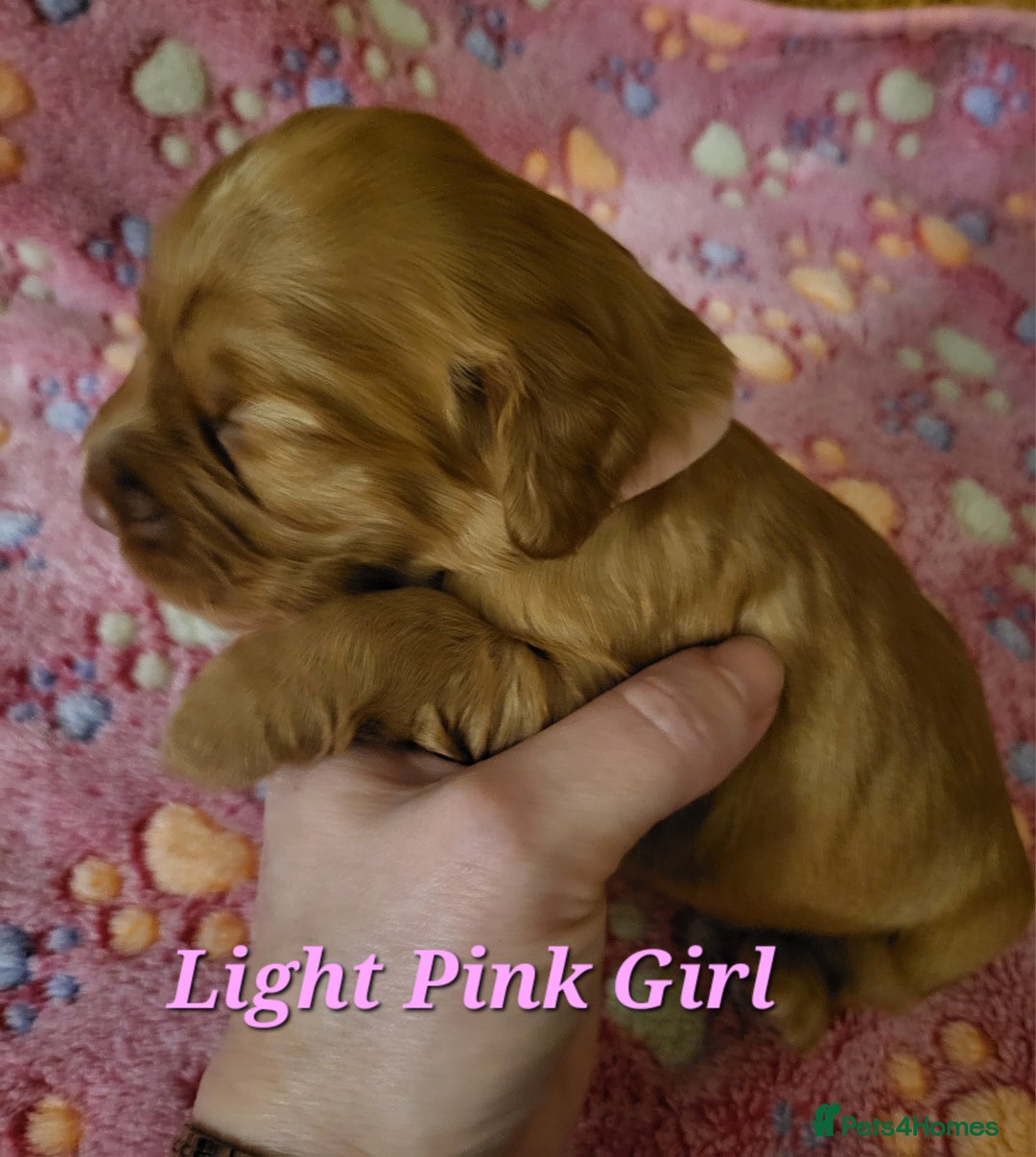 Cocker Spaniel dogs for sale: Working Cocker Spaniel Pups - Advert 12