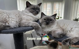 Ragdoll cats for sale: 4 cute fluffy Ragdoll Kittens - Advert 1