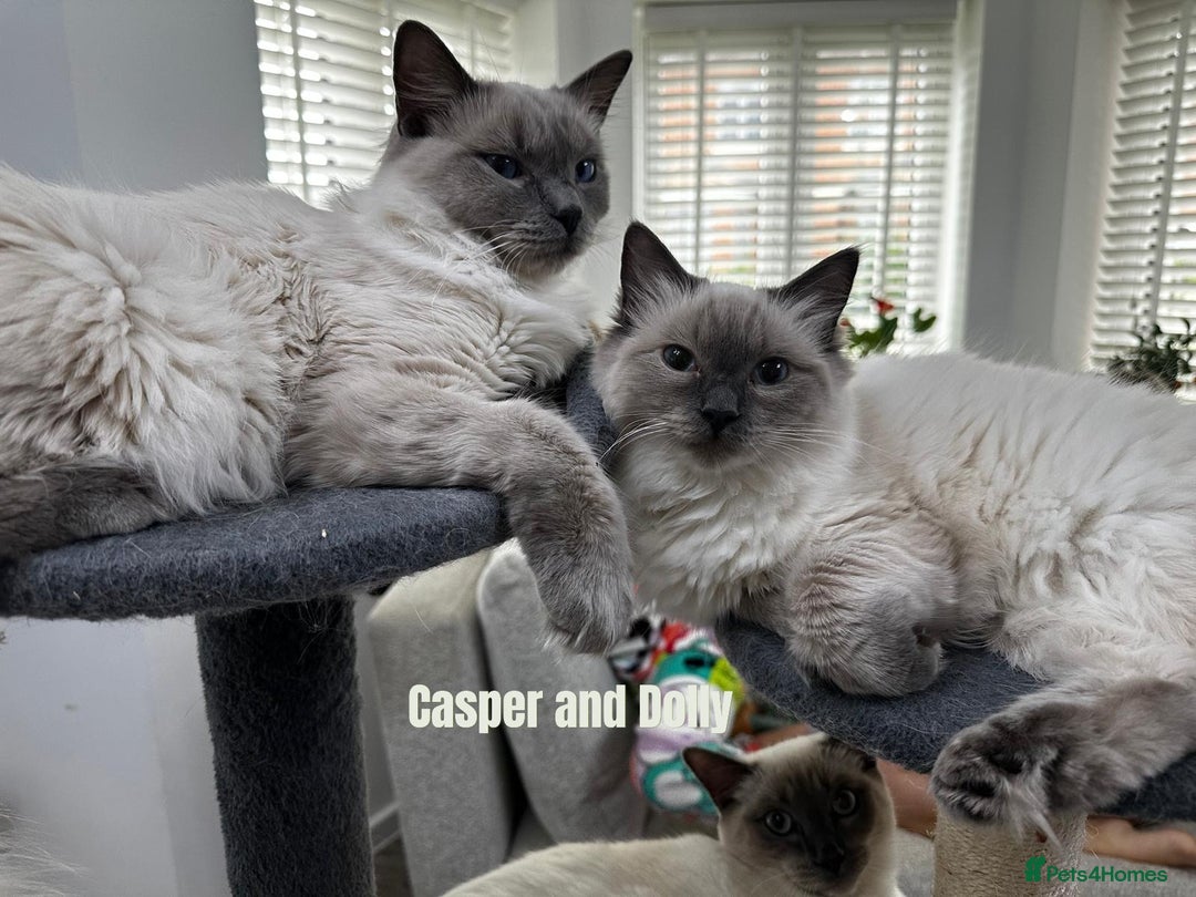 Ragdoll cats for sale: 4 cute fluffy Ragdoll Kittens - Advert 1