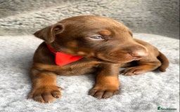Dobermann dogs for sale: KC REGISTERED HEALTH TESTED DOBERMAN PUPS - Image 5