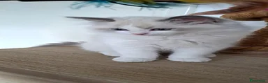 Ragdoll Kitten 3