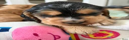 Cocker Spaniel dogs for sale: Stunning English show type cocker puppies  - Advert 22