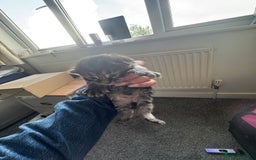Mixed Breed cats for sale: 3 kittens for sale - Image 8