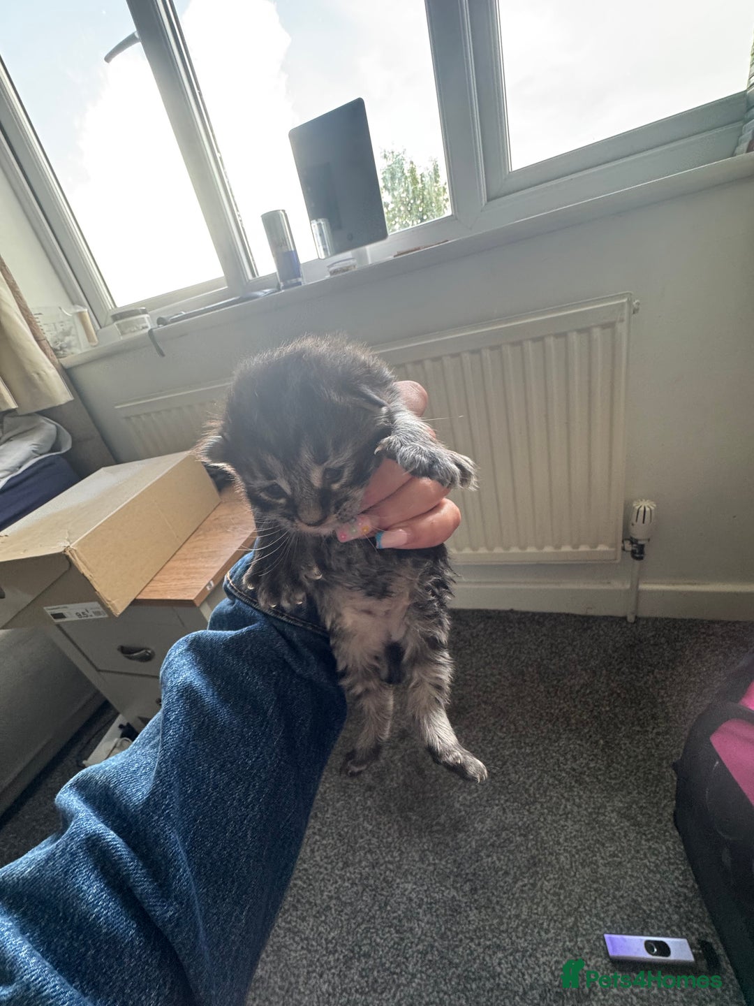 Mixed Breed cats for sale: 3 kittens for sale - Image 8
