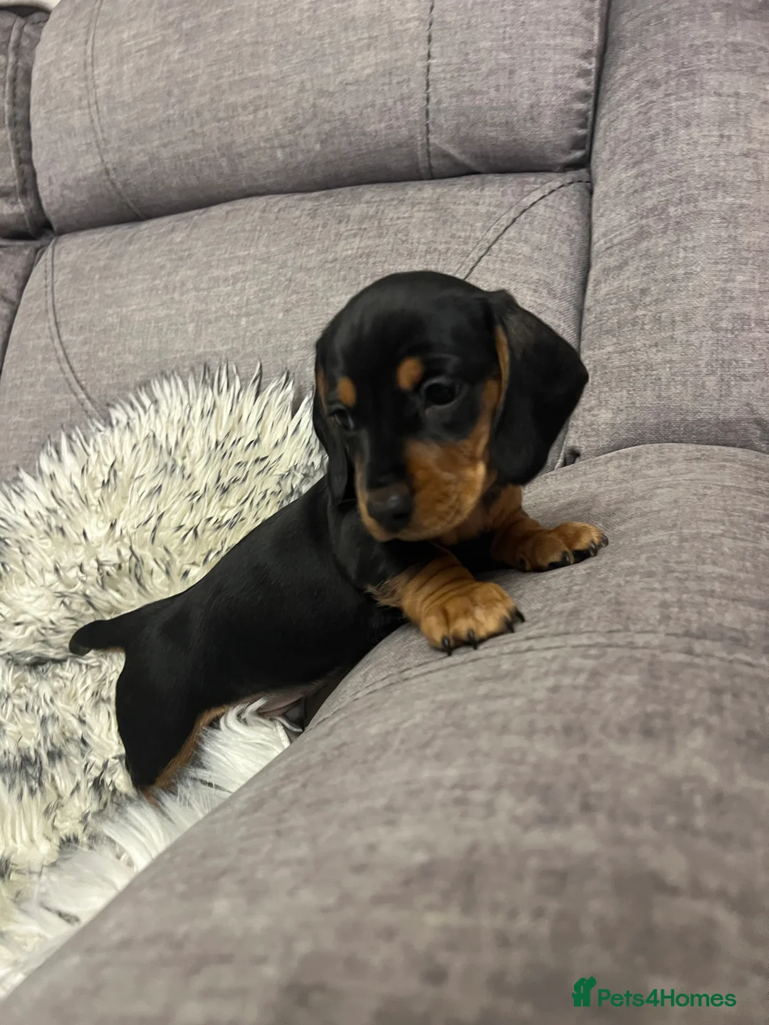 Dachshund dogs for sale: Adorable Dachshund puppies 4 boys 2 girls - Advert 22