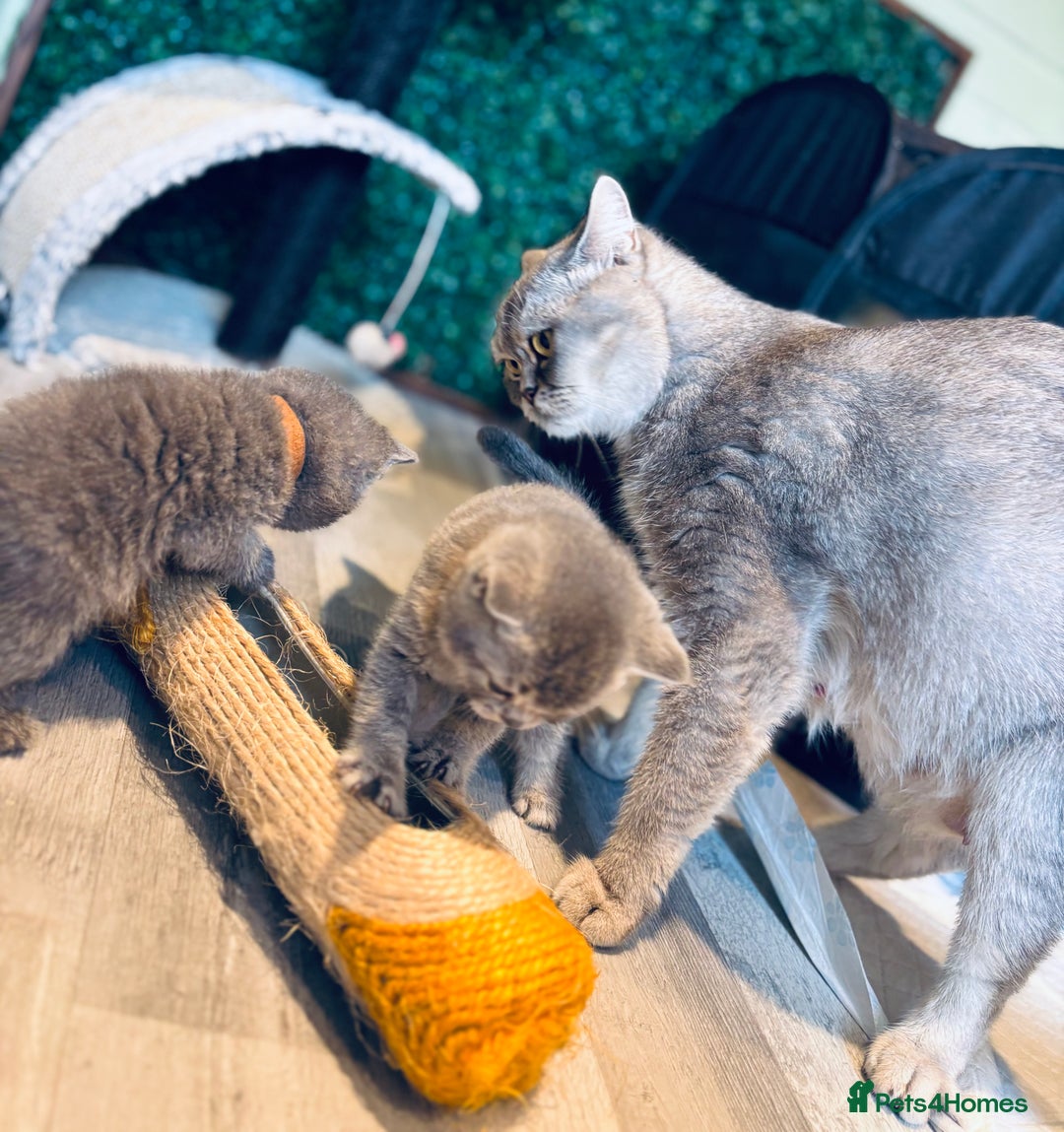 British Shorthair cats for sale: British shorthair kittens  - Image 10