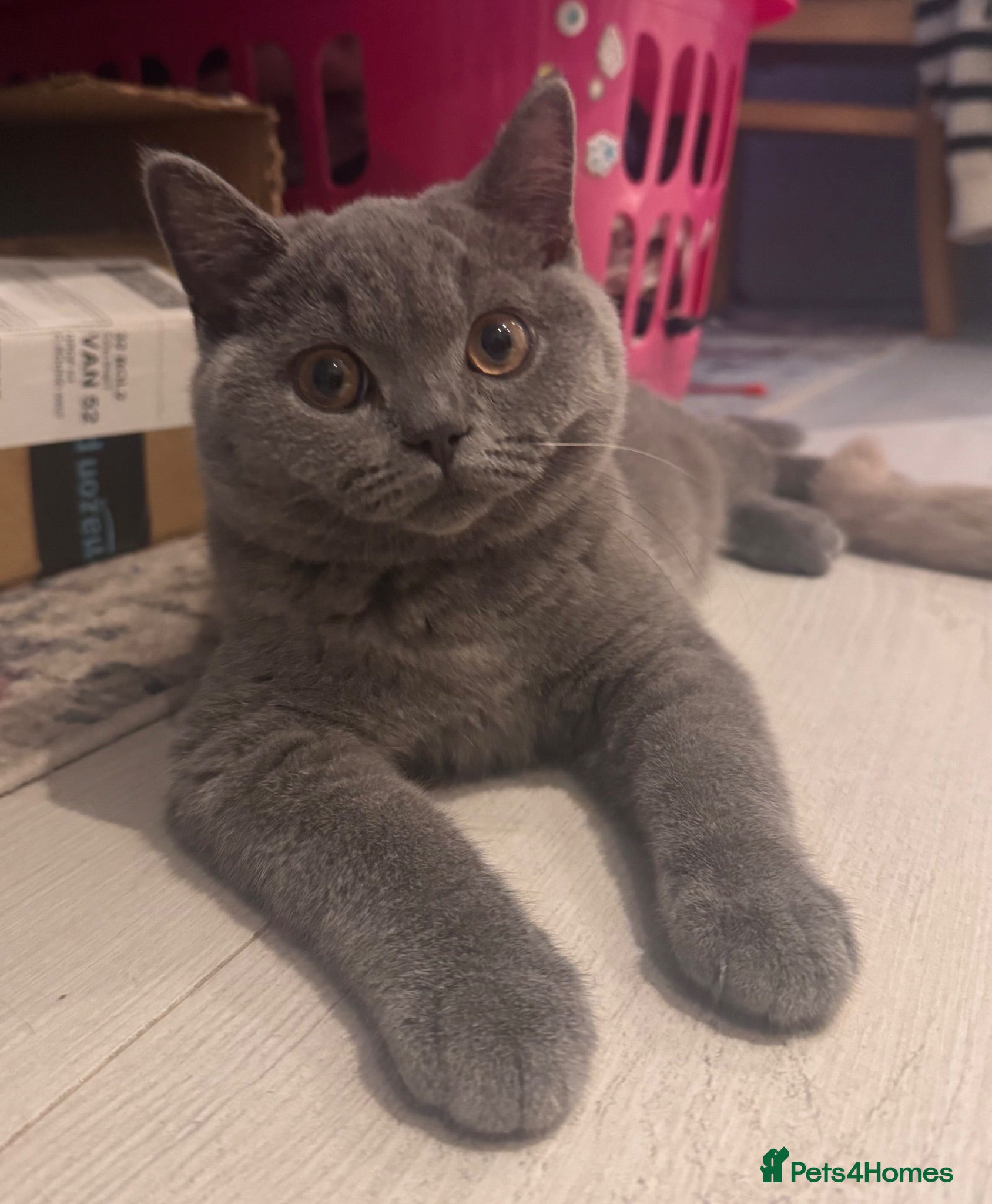British Shorthair cats Super Cuddly Ready NOW British Shorthair Male GCCF - Advert 2