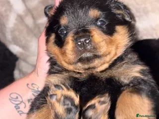 Rottweiler dogs STUNNING LITTER OF ROTTWEILERS. - Advert 18