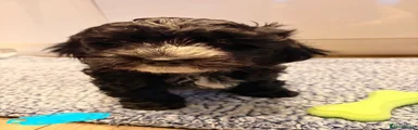 Havanese Puppy 2