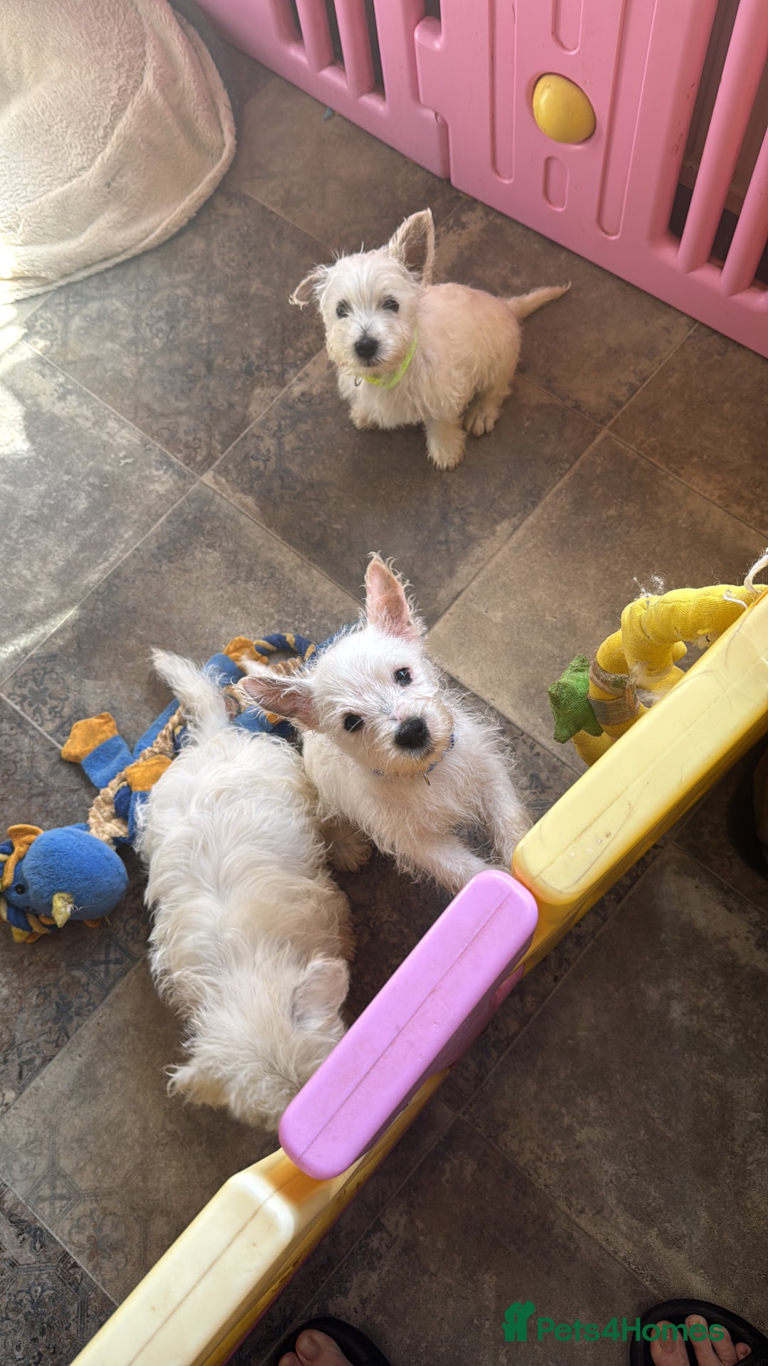 West Highland Terrier dogs for sale: West highland terrier  - Image 5