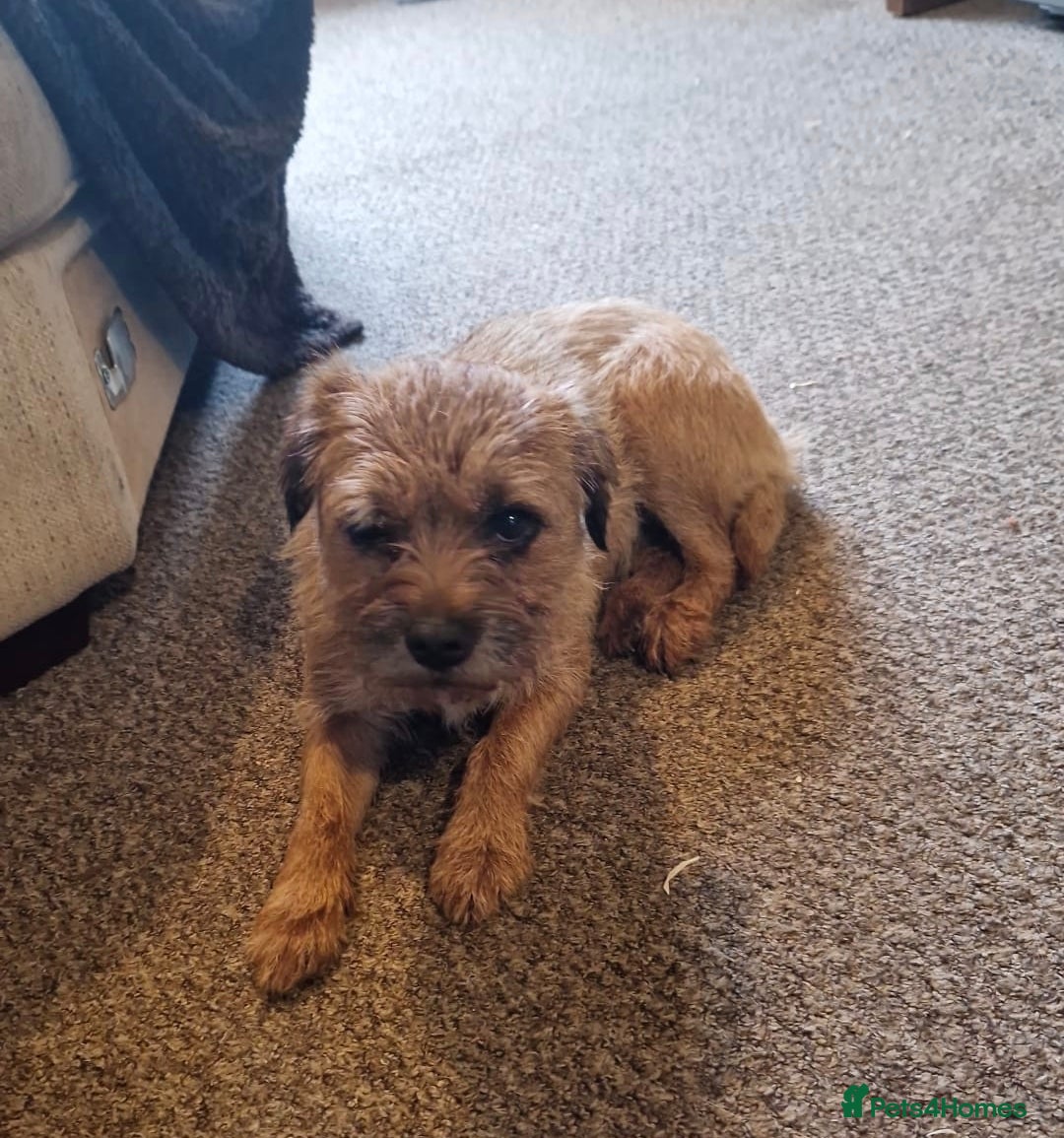 Border Terrier dogs for sale: Border Terrier Puppies - Advert 6