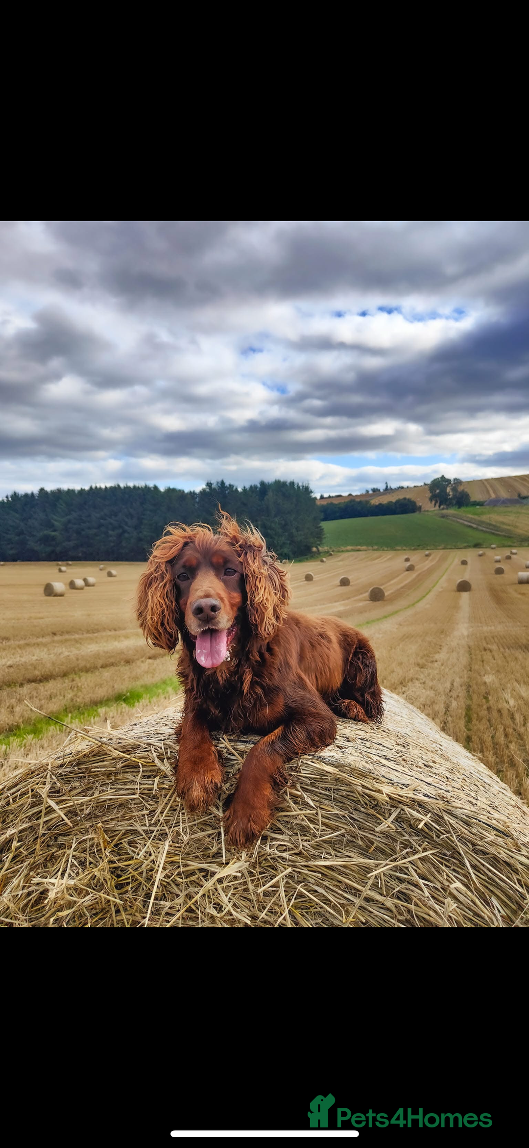 Cocker Spaniel dogs for sale: Cocker spaniel - Advert 11