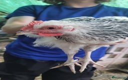 Chickens poultry for sale: Cockrels - Image 2