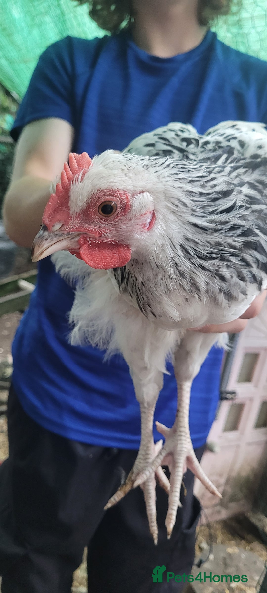 Chickens poultry for sale: Cockrels - Image 2