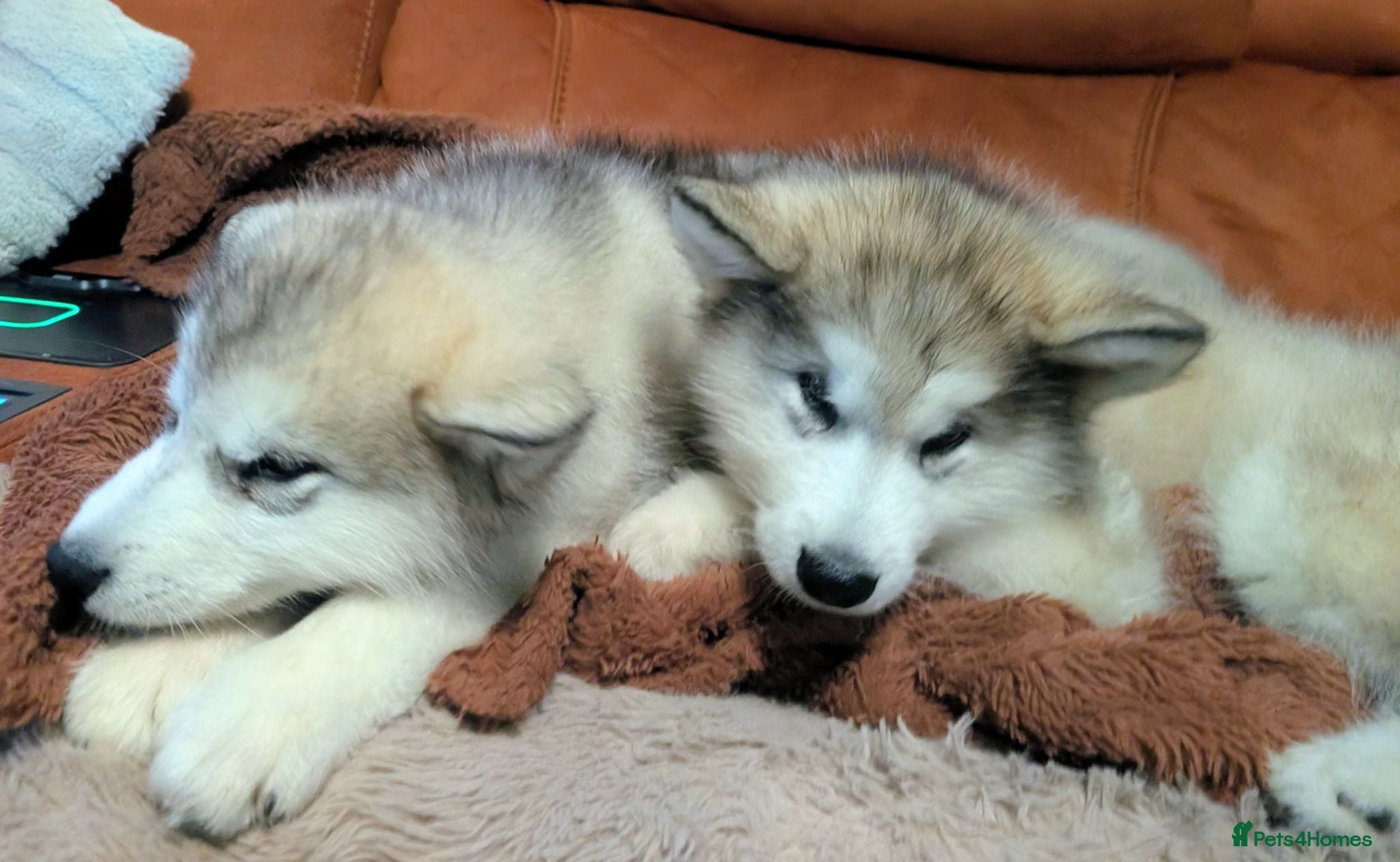 Alaskan Malamute dogs 2 Male Champ KC Reg Alaskan Malamute Puppies - Advert 4