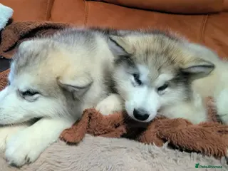 Alaskan Malamute dogs 2 Male Champ KC Reg Alaskan Malamute Puppies - Advert 1