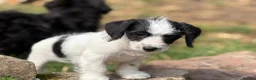 Jackapoo dogs for sale: Gorgeous jackapoo pups ready now  - Advert 14