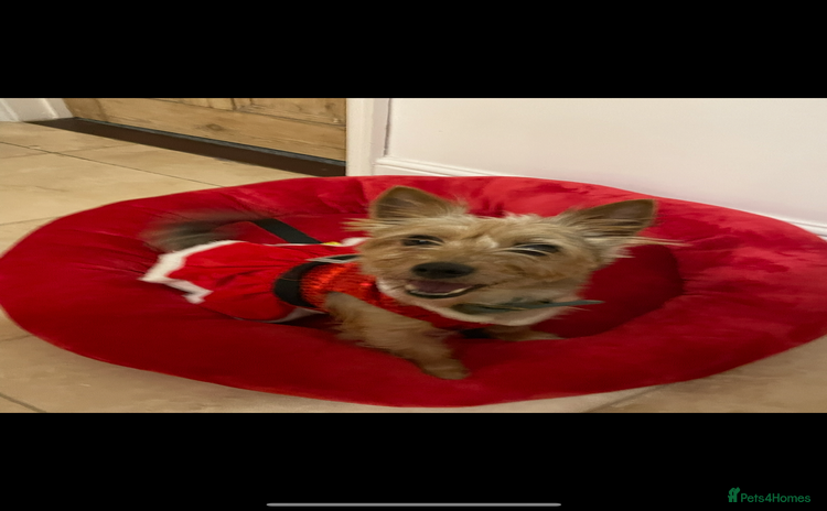 Yorkshire Terrier dogs - Advert 11