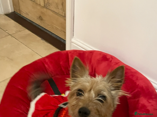 Yorkshire Terrier dogs - Advert 1