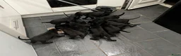 Mixed Breed dogs for sale: Beautiful puppies ready for forever homes in Preston - Advert 31