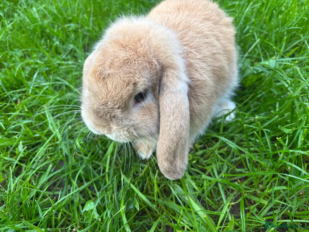 Mini Lop rabbits for sale: Female french mini lop ready now  - Advert 3