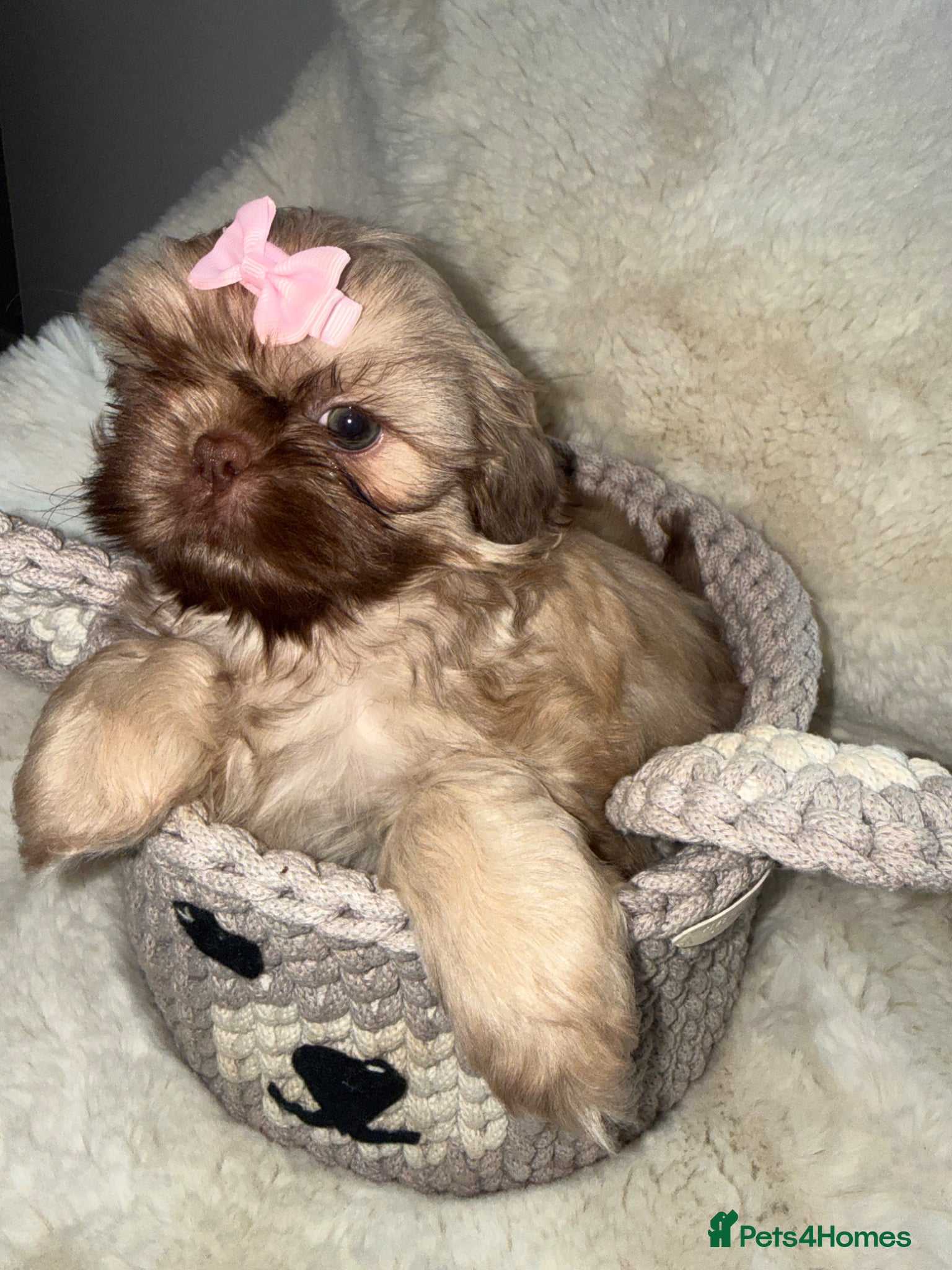 Shih Tzu dogs Imperial shin tzu - Advert 12