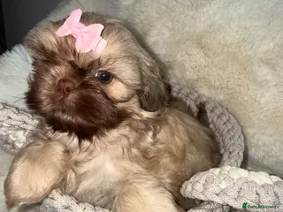 Shih Tzu dogs Imperial shin tzu - Advert 12