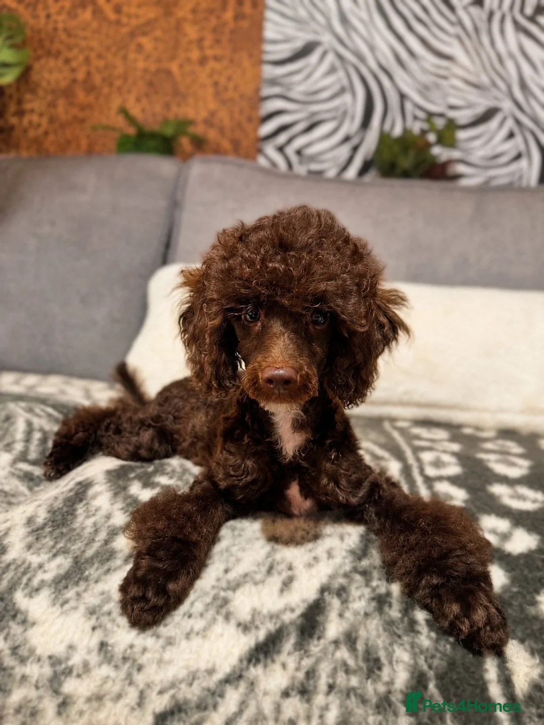 Miniature Poodle dogs for sale: Cuddly Miniature Poodle Puppy (REDUCED) - Advert 1