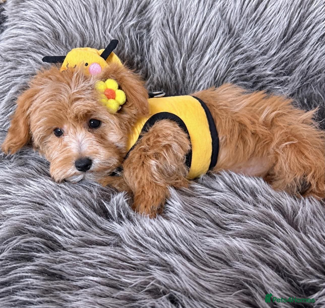 Maltipoo dogs BEAUTIFUL F1B MALTIPOO GIRL READY TO LEAVE! - Advert 16