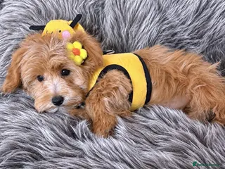 Maltipoo dogs BEAUTIFUL F1B MALTIPOO GIRL READY TO LEAVE! - Advert 16