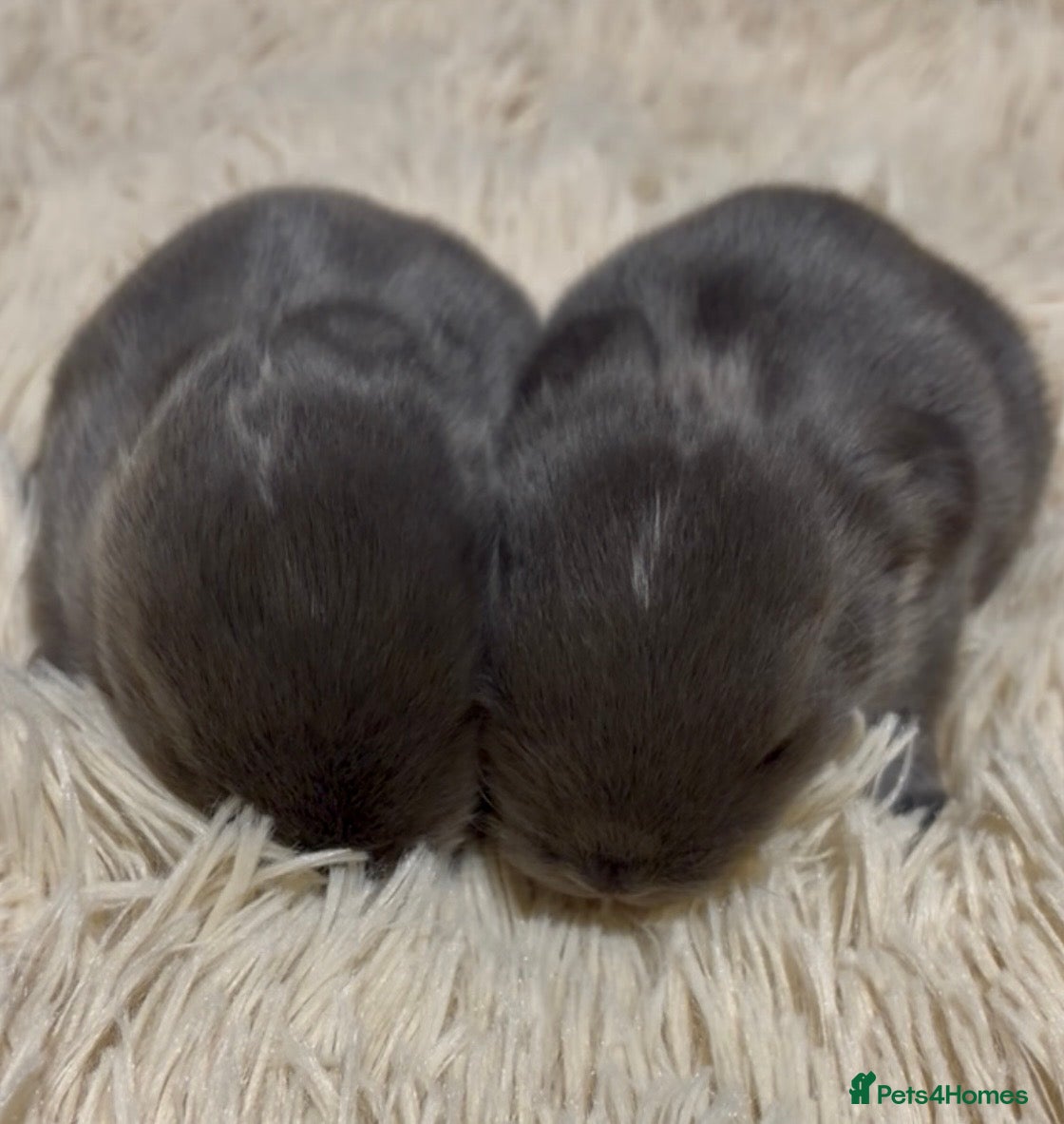 Mini Lop rabbits 2 Baby Mini Lops Worcestershire Malvern £50 - Advert 2