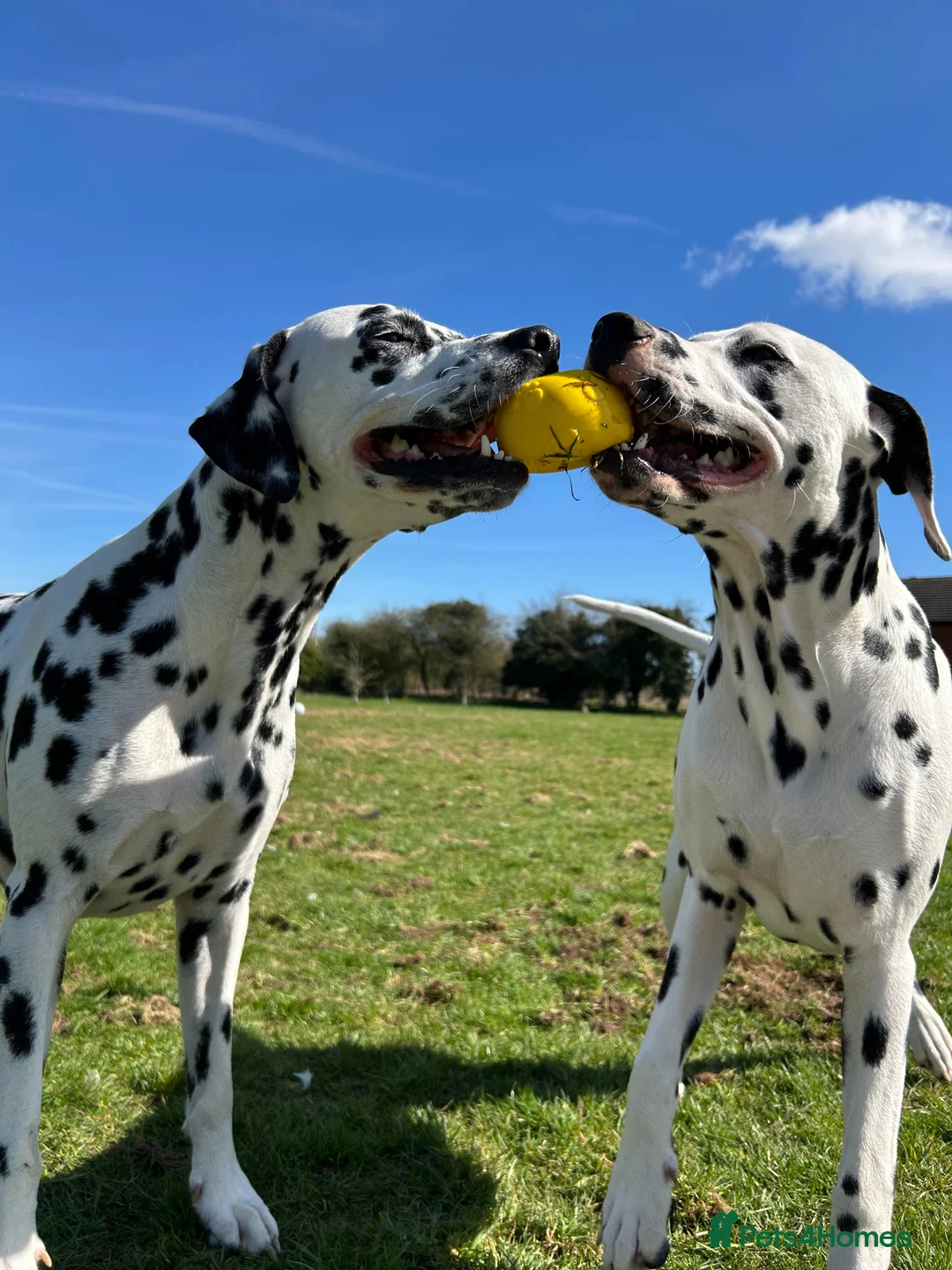 Dalmatian dogs for sale:  Harley, the enchanting half-Aussie has had pups. - Advert 2