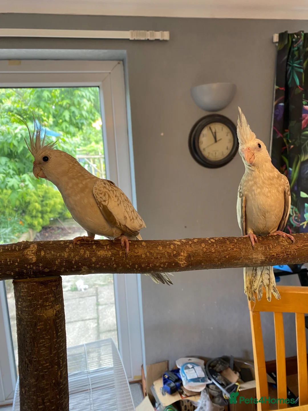 Cockatiels birds for sale: Hand reared Cockatiels  - Advert 10