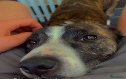 Mixed Breed dogs for sale: Staffie X - Image 3