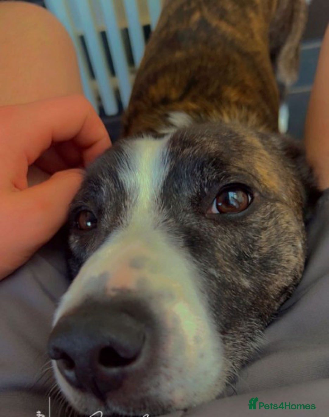 Mixed Breed dogs for sale: Staffie X - Image 3