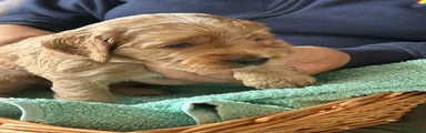 Cockapoo Puppy 1