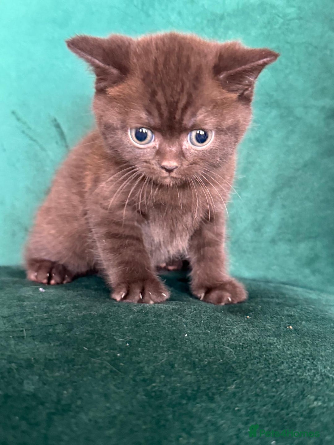 British Shorthair cats for sale: 2 beautiful BritishShorthair Colourpointed❤️‍🔥💝  - Image 14