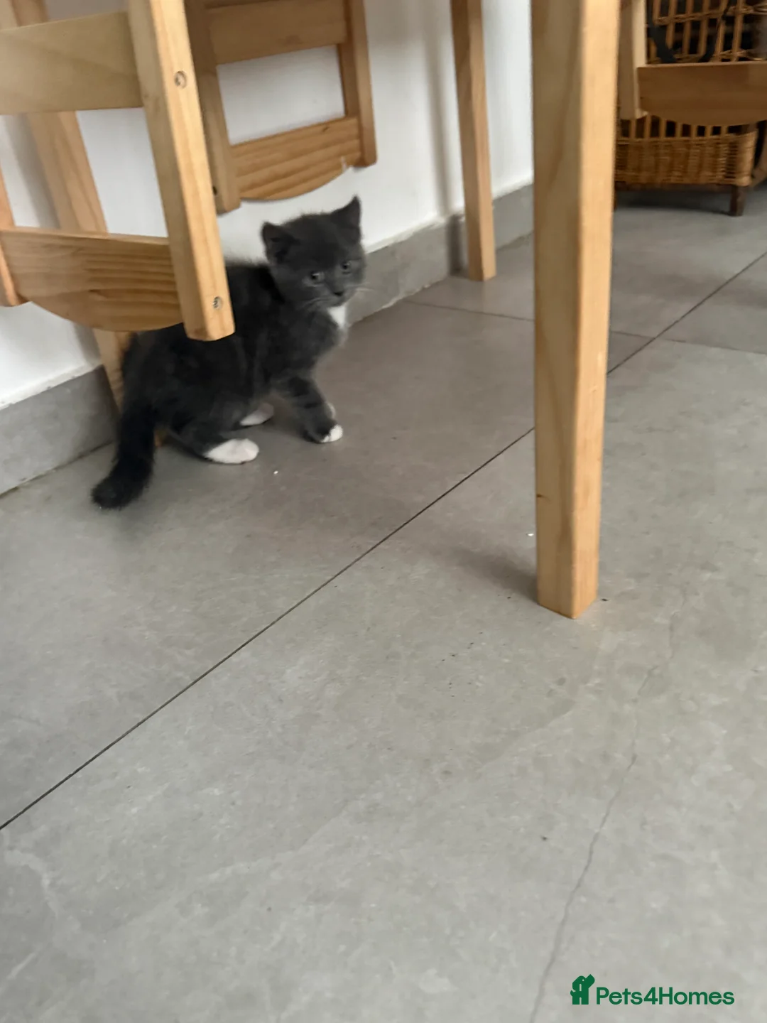 British Shorthair cats for sale: Male British shorthair  - Advert 6