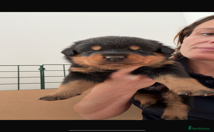 Rottweiler dogs - Advert 1