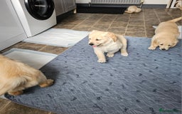 Golden Retriever dogs for sale: Ready to leave KC registered golden retriever - Image 13