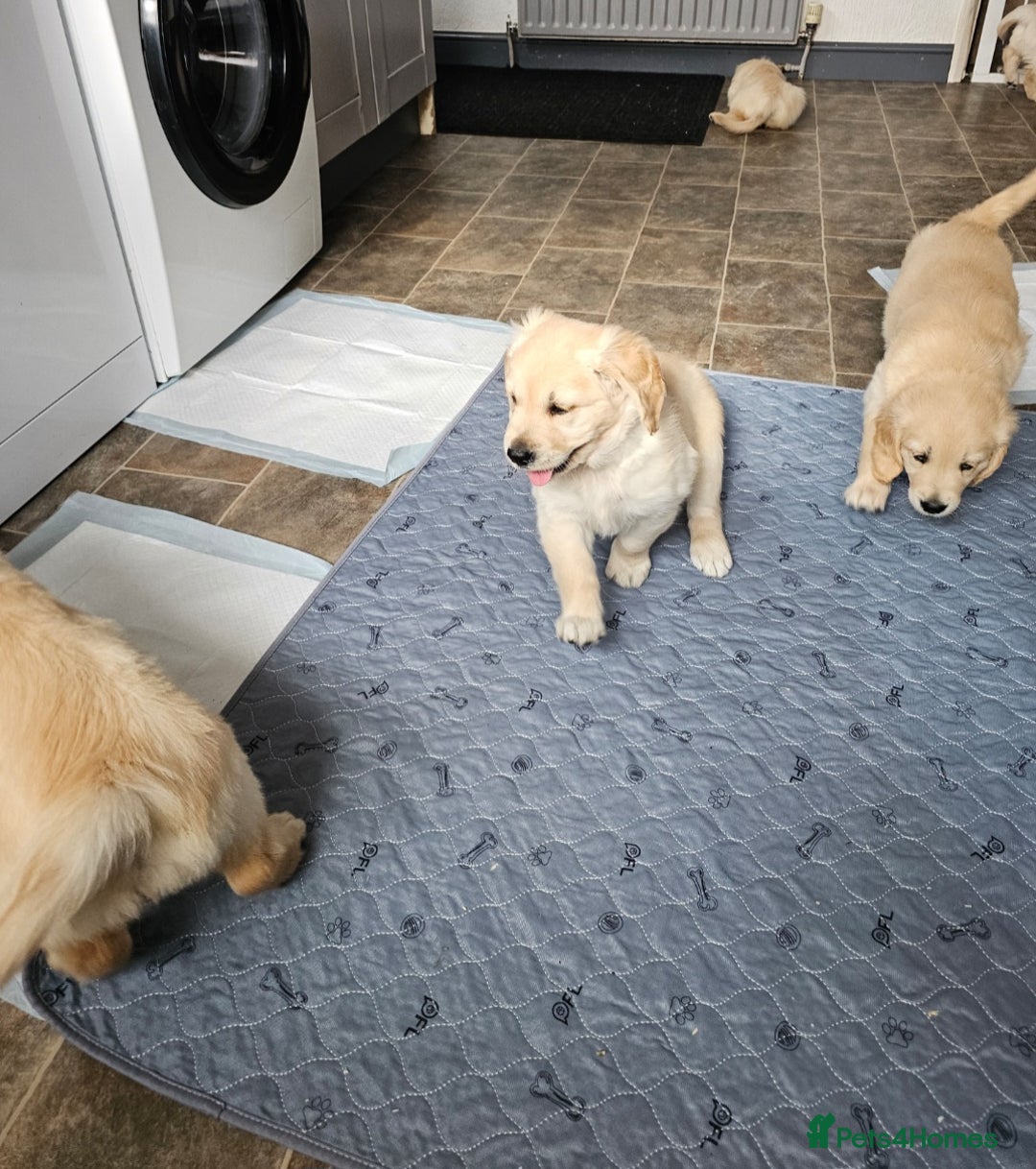 Golden Retriever dogs for sale: Ready to leave KC registered golden retriever - Image 13