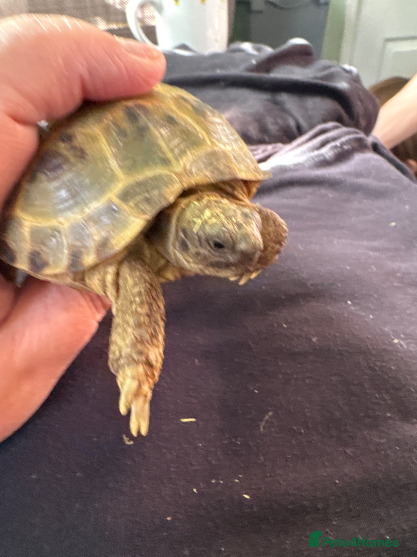 Hermann Tortoise reptiles Tortoise - Advert 1