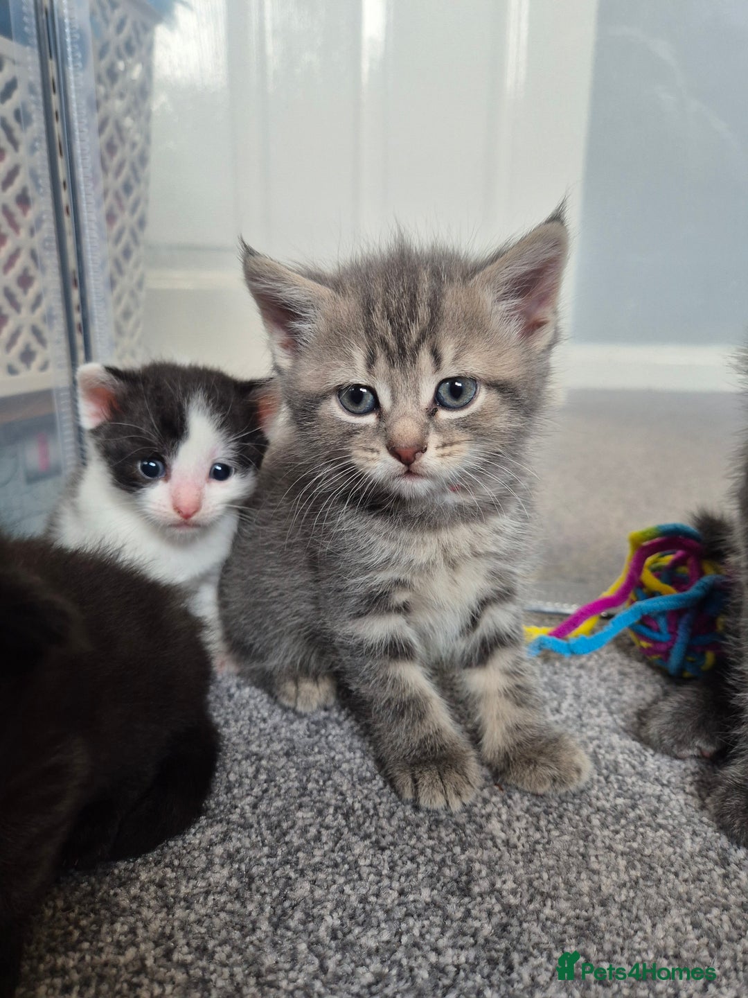 Mixed Breed cats for sale: Beautiful litter of 5 kittens  - Image 14