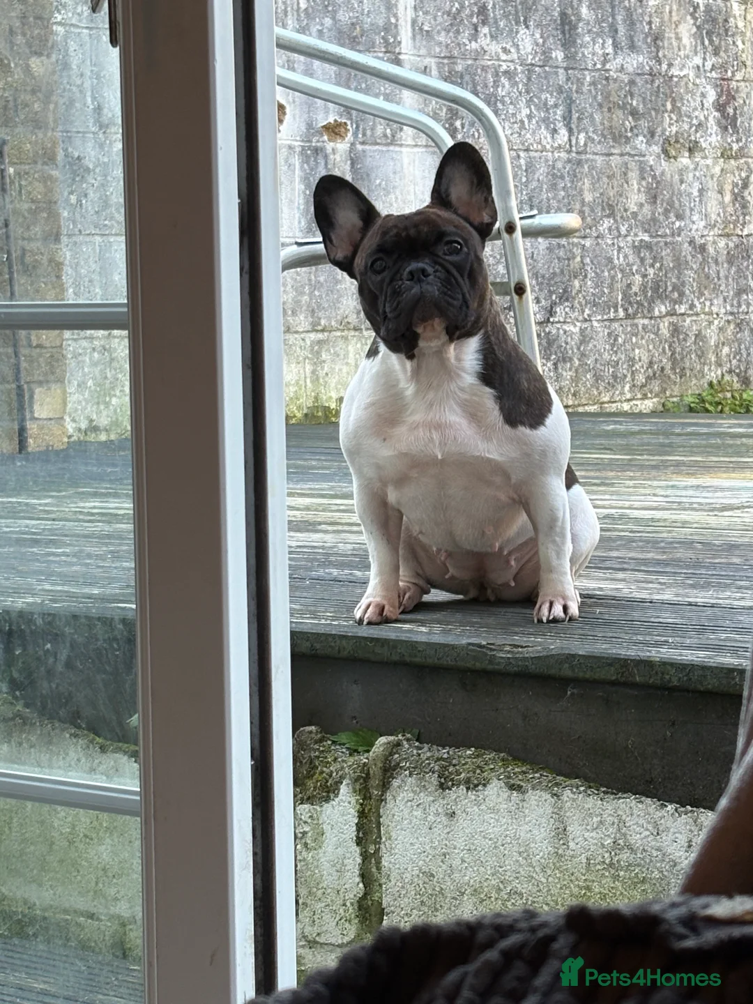 Mixed Breed dogs for sale: French bulldog cross English bulldog  in Tonypandy - Advert 2