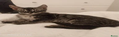 Bengal 2